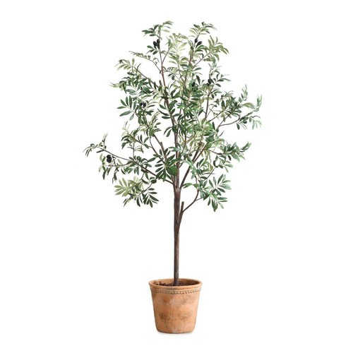 Potted olive tree inch tall - tree-67,