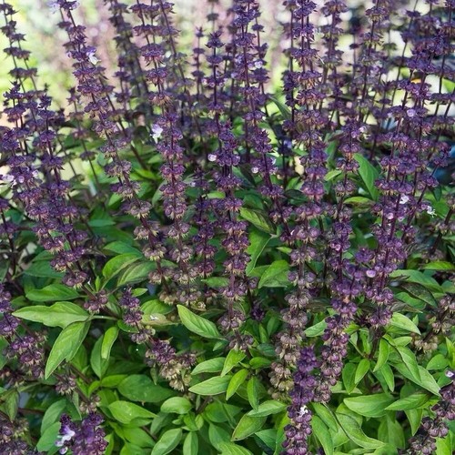 Live thai basil plants 12 - thai,