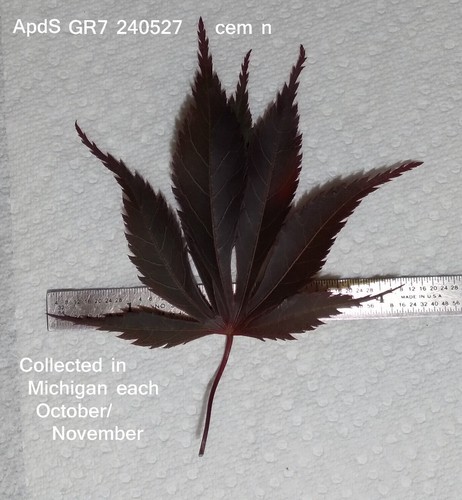 Japanese maple - korean),