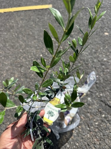 Real olive tree - real,