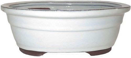 Brussel oval bonsai - 10",