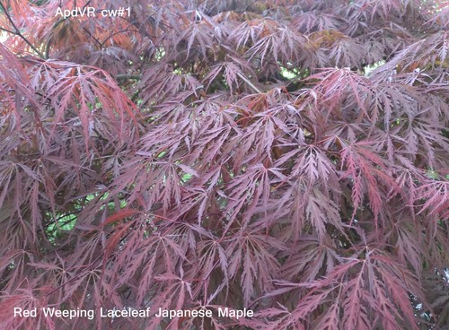 Seeds japanese maple weeping - seeds,