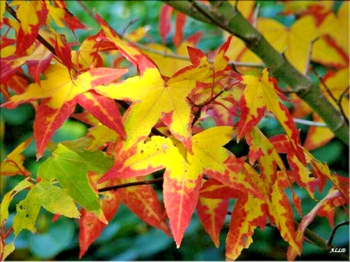 Oliver maple seeds acer - 15,