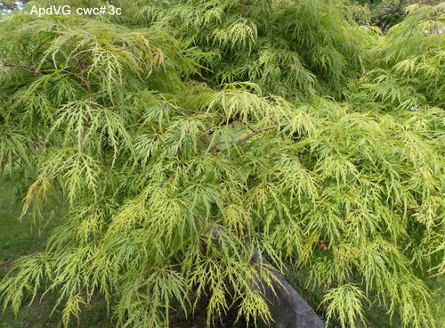 Seeds japan maple weeping - seeds,