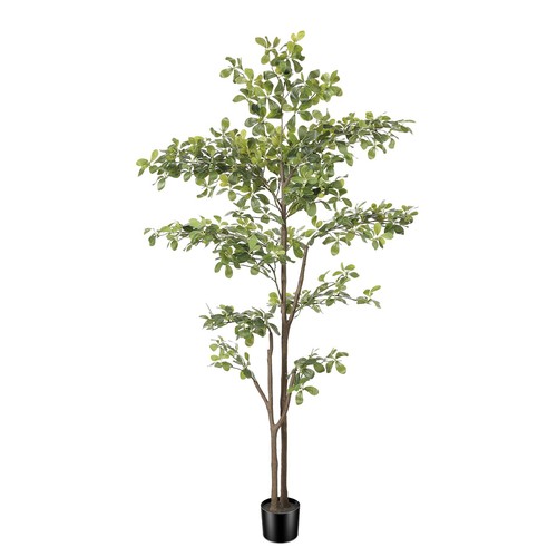 Phytree black olive - tree, 6ft