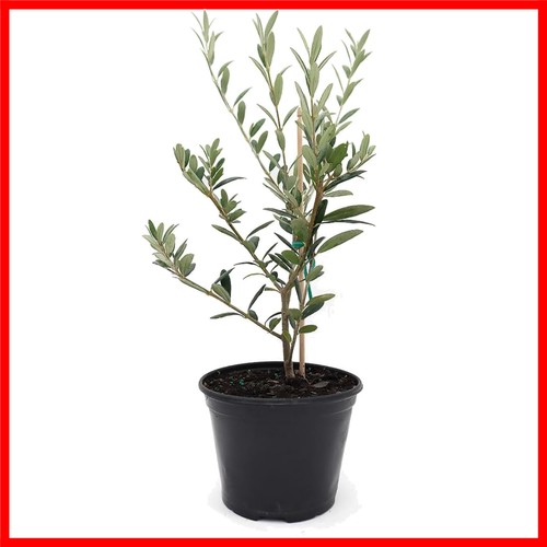 Elegant arbequina olive - elegant,