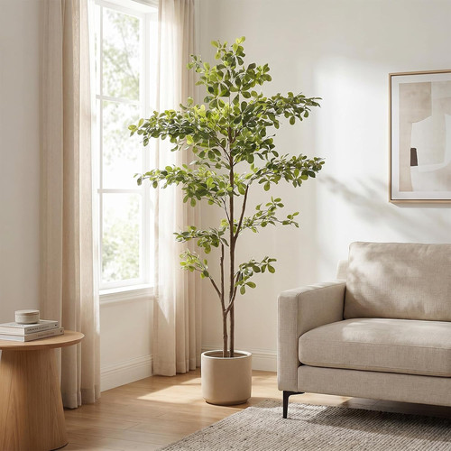 Black olive tree 6ft - tree, with