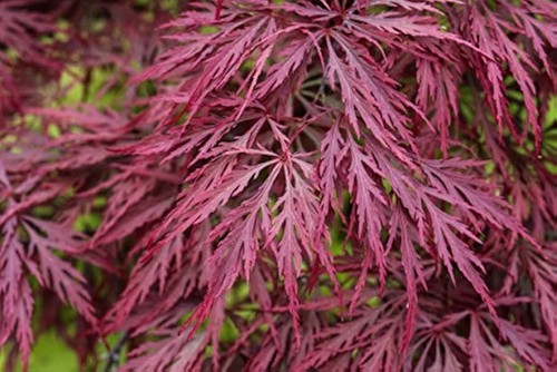 X12 japanese maple - seeds, (red